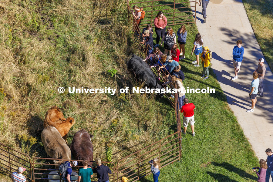 David Wedin, Director of the Grassland Studies Center and Professor in the School of Natural Resources, paneled off an area of the prairie grasses north of Hardin Hall and brought in four head of cattle. The cattle were part of an outdoor teaching lab for students including those in NRES220 Principles of Ecology. September 30, 2024. Photo by Craig Chandler / University Communication and Marketing.