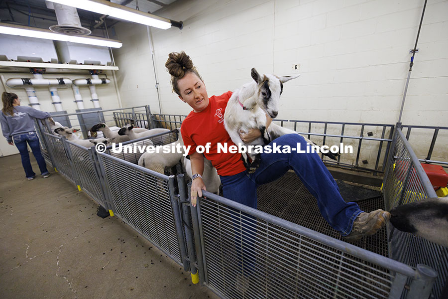 McKenna Carr carries a goat back to its pen after it jumped into the sheep pens to enjoy their feed. Three student workers in the Animal Science building live in an apartment in the building. October 14, 2024. Photo by Craig Chandler / University Communication and Marketing.