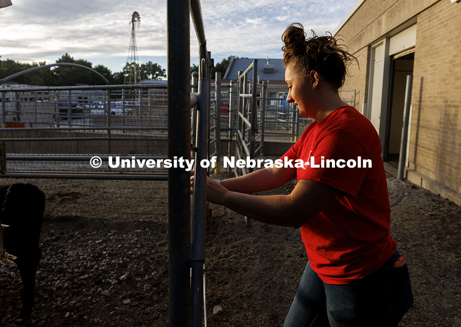 McKenna Carr locks a gate after moving calves early in the morning. Three student workers in the Animal Science building live in an apartment in the building. October 14, 2024. Photo by Craig Chandler / University Communication and Marketing.