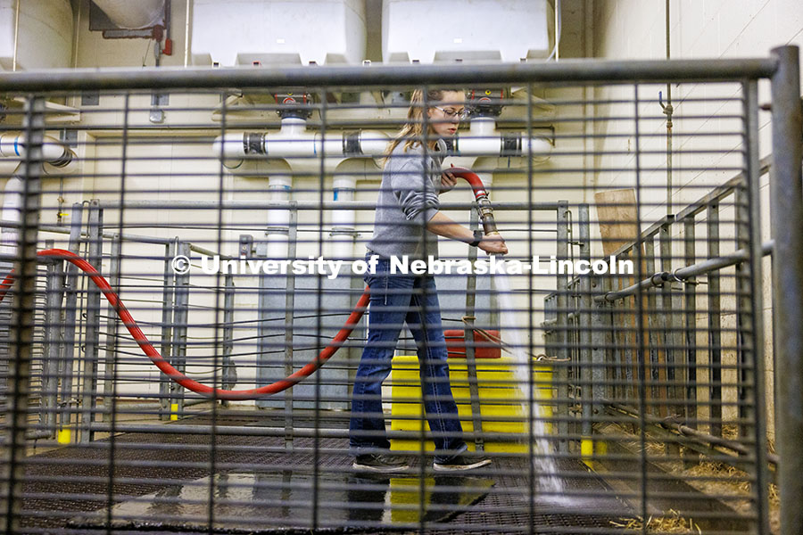 Breanna Gilmore hoses down the sheep pens. Cleaning the animal pens is a large part of daily chores. Three student workers in the Animal Science building live in an apartment in the building. October 14, 2024. Photo by Craig Chandler / University Communication and Marketing.