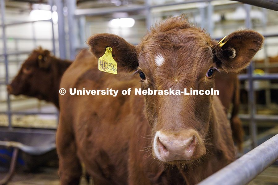 Cattle in pens in the Animal Science building. October 14, 2024. Photo by Craig Chandler / University Communication and Marketing.