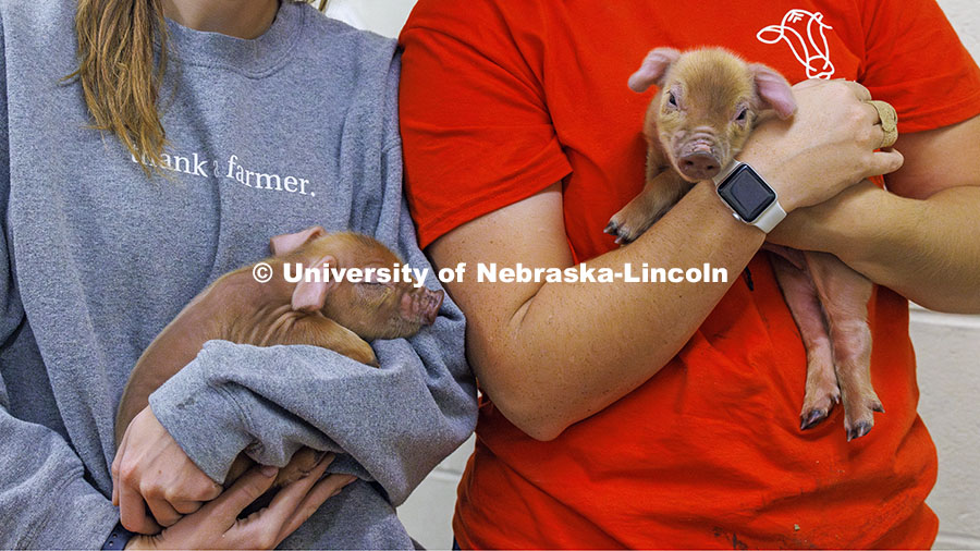 Breanna Gilmore and McKenna Carr pose with baby pigs. Three student workers in the Animal Science building live in an apartment in the building. October 14, 2024. Photo by Craig Chandler / University Communication and Marketing.