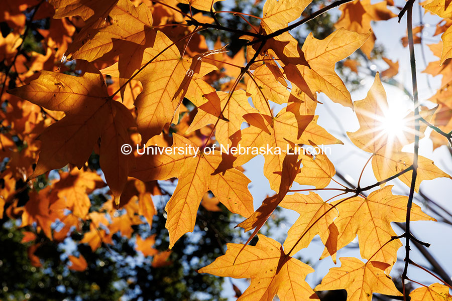 Sunlight peeks through orange leaves. Fall on City Campus. October 23, 2024. Photo by Jordan Opp / University Communication and Marketing.