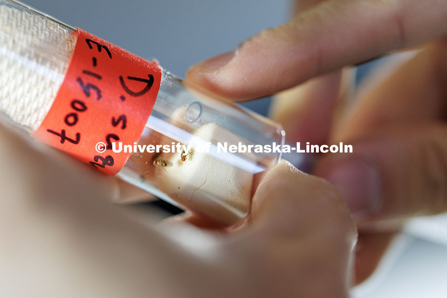 Sophomore biological sciences major Andrew Moyer grabs fruit flies out of a vial inside a Manter Hall lab. The Southeast Asian fruit fly known as the ‘Drosophila Suzukii’ is one of 60 total strains being analyzed. October 24, 2024. Photo by Jordan Opp / University Communication and Marketing.