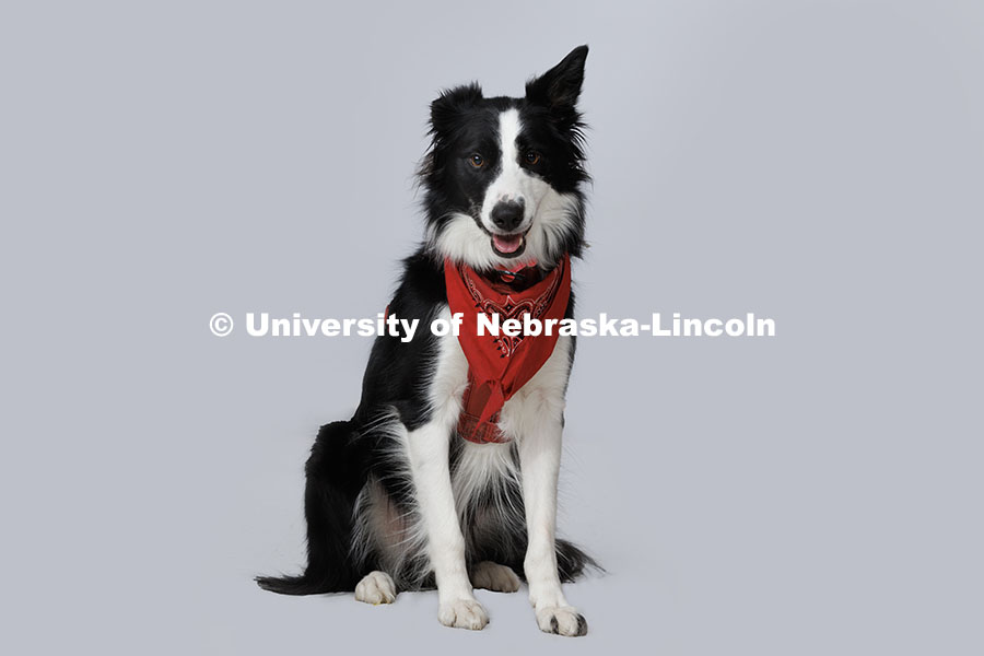 Ema, official dog mascot of The Johnny Carson Center for Emerging Media Arts belongs to Associate Professor Steve Kolbe. November 14, 2024. Photo by Jordan Opp / University Communication and Marketing.