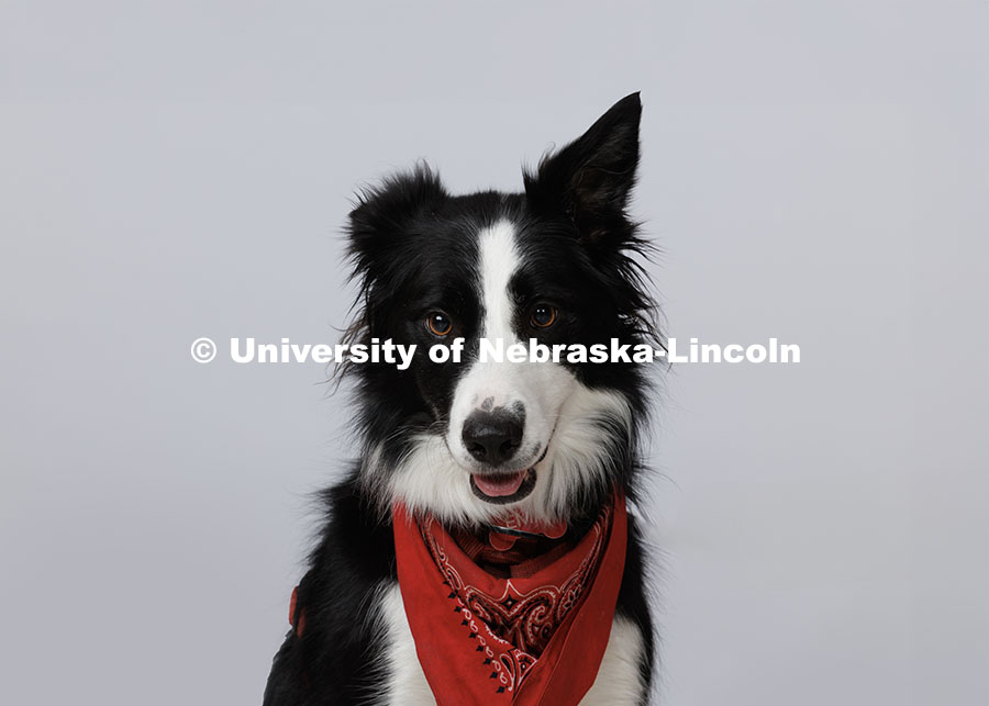 Ema, official dog mascot of The Johnny Carson Center for Emerging Media Arts belongs to Associate Professor Steve Kolbe. November 14, 2024. Photo by Jordan Opp / University Communication and Marketing.