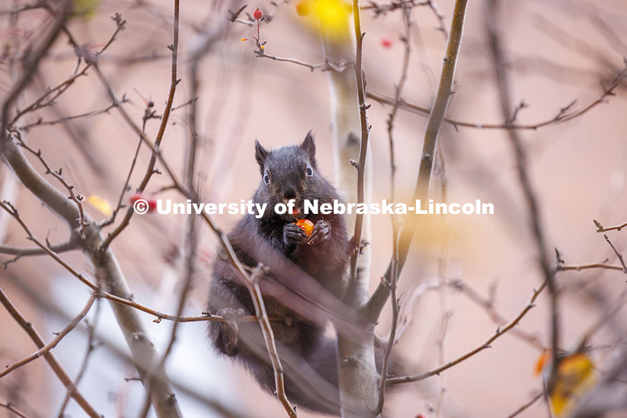 A squirrel takes advantage of a berry good day for a snack outside the Temple Building. November 19, 2024. Photo by Craig Chandler / University Communication.