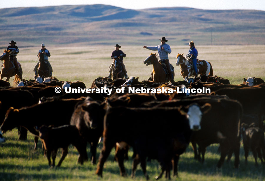 Cattle roundup on a Sandhills ranch. May, 1999. Photo by Brett Hampton/University Communications. 