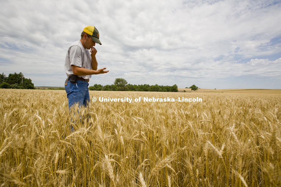 Brent and Amy Robertson harvest wheat on their Elsie, NE farm. Agriculture photo shoot in southwest 