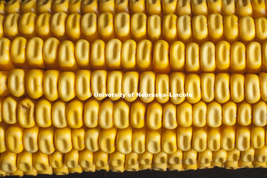 Corn ear for Agriculture Photo Project. 