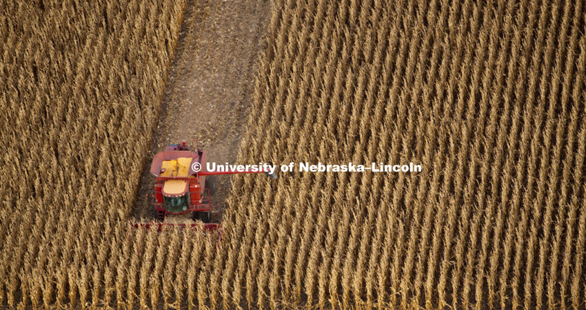 Corn harvest between Dorchester and York. Aerial photography north of York. October, 11, 2010.  