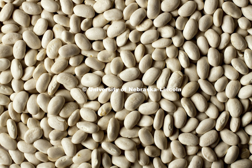 Great Northern Beans photographed in studio. 110726, 