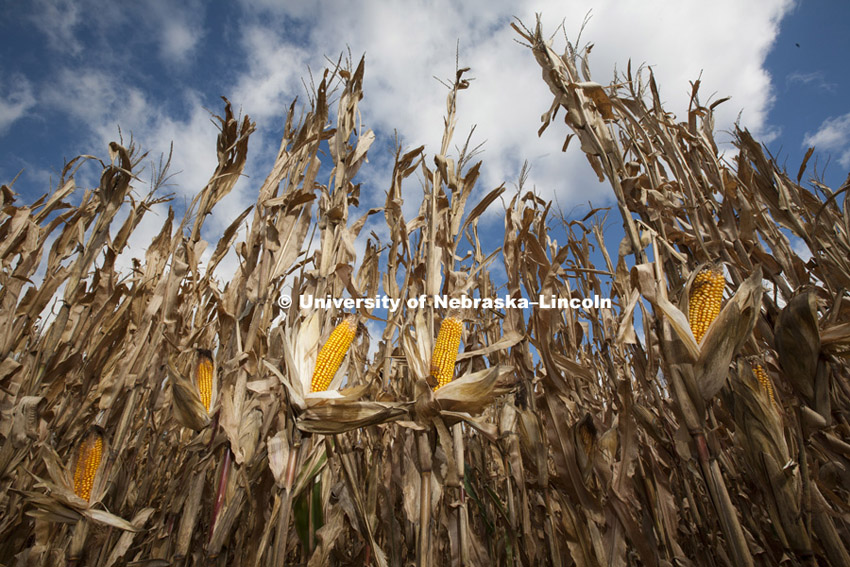 Corn on test plots on UNL East Campus. October, 18, 2011. 