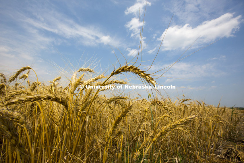 Wheat harvest of test plots at UNL fields at 84th and Havelock. Peter Baenziger, Agronomy and Hortic