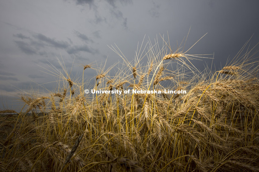 Wheat harvest of test plots at UNL fields at 84th and Havelock. Peter Baenziger, Agronomy and Hortic