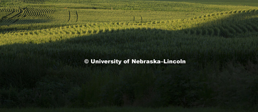 Corn field northeast of Adams, NE.  July 15, 2015. 