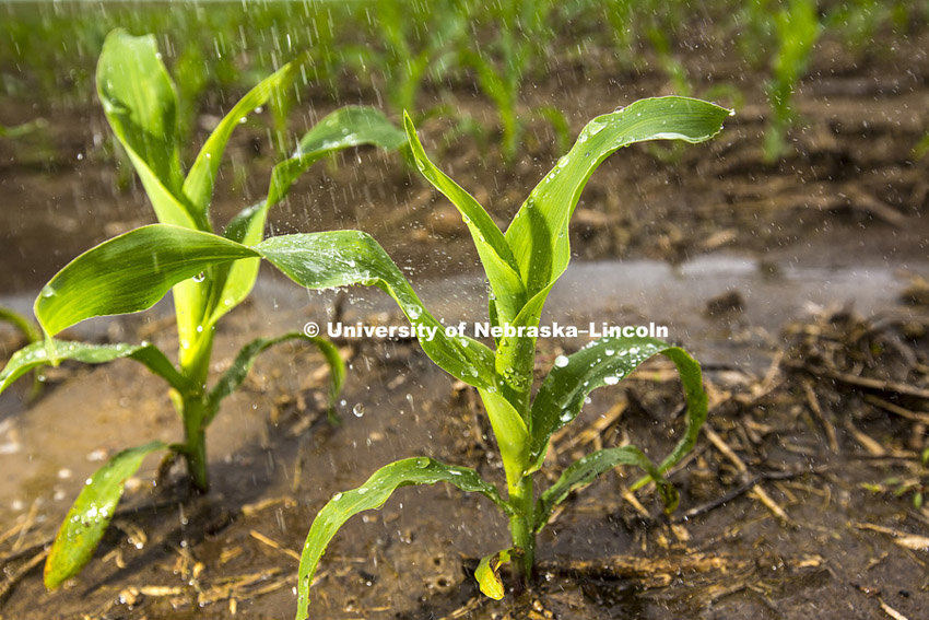 Water falls on young corn plants in a field north of Adams, Nebraska. May 30, 2015  