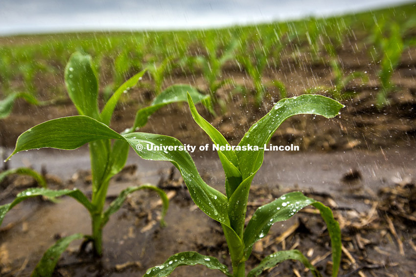 Water falls on young corn plants in a field north of Adams, Nebraska. May 30, 2015  