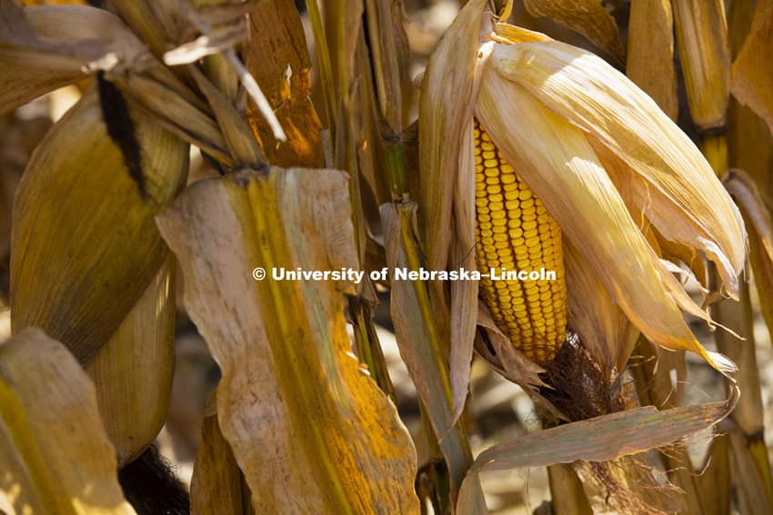 Portenier farm near Harvard, NE. Corn Harvest. South-central Nebraska. October 15, 2015. 