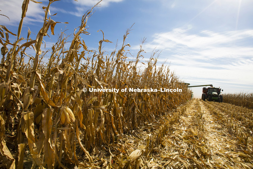 151015_Harvest_401.jpg Portenier farm near Harvard, NE. Corn Harvest. South-central Nebraska. October 15, 2015.