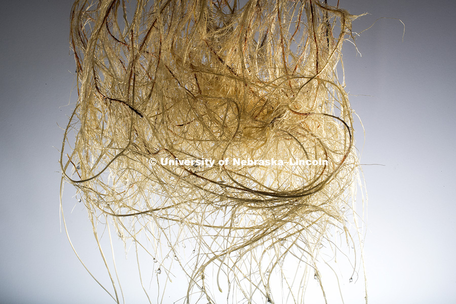 Hydroponic sorghum roots photographed for the Center for Root and Rhizome Innovation, sponsored by a