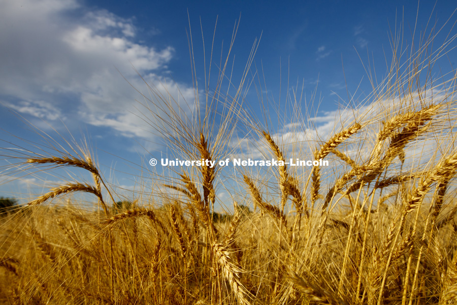 Wheat growing at 84th and Havelock on the UNL test plots. June 23, 2016. 