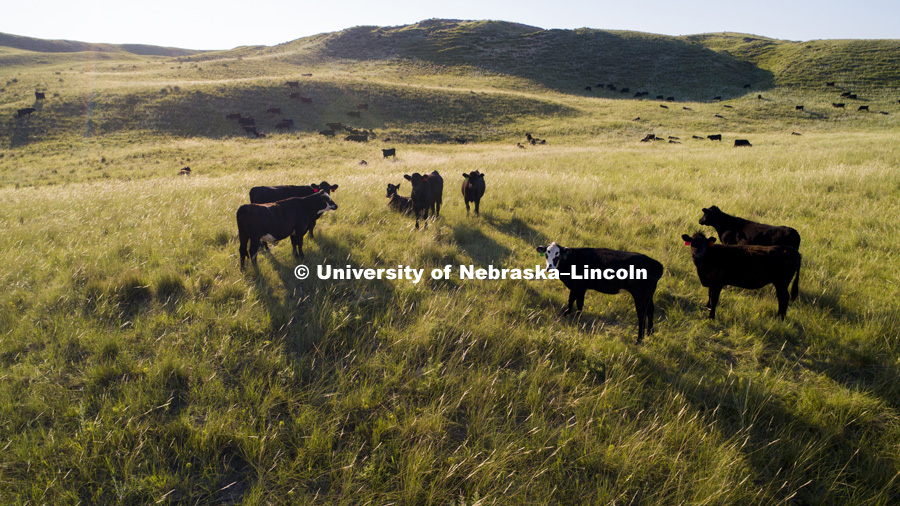 Sand hills and cattle between Tyron and Arthur, Nebraska. July 9, 2018. 