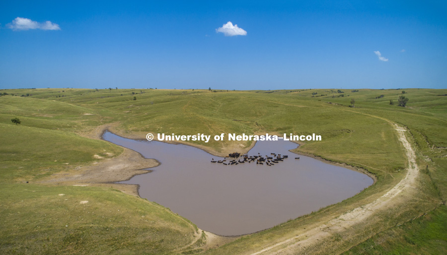 Cattle take a dip in a pond south of Gothenburg, Nebraska. July 12, 2018. 