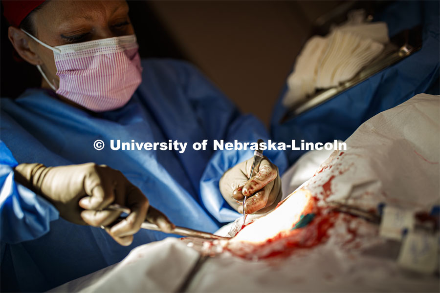 Dr. Beth Galles performs surgery in an East Campus vet med surgery suite. Benjamin Terry, associate 