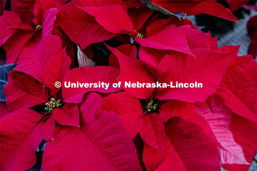 Poinsettias to be sold at the annual Horticulture Club sale. December 2, 2019. 