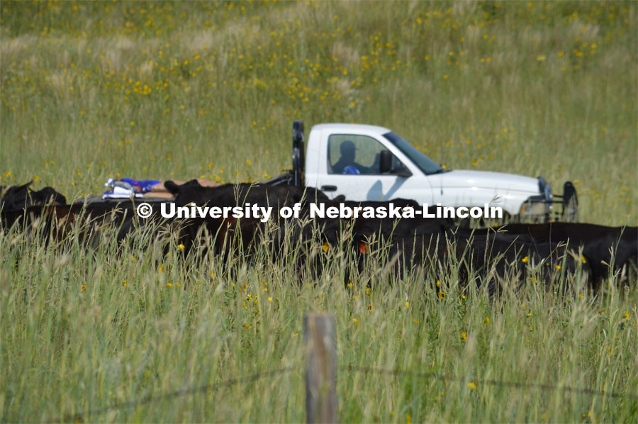 Cattle and livestock on the Diamond Bar Ranch north of Stapleton, NE, in the Nebraska Sandhills. Jun