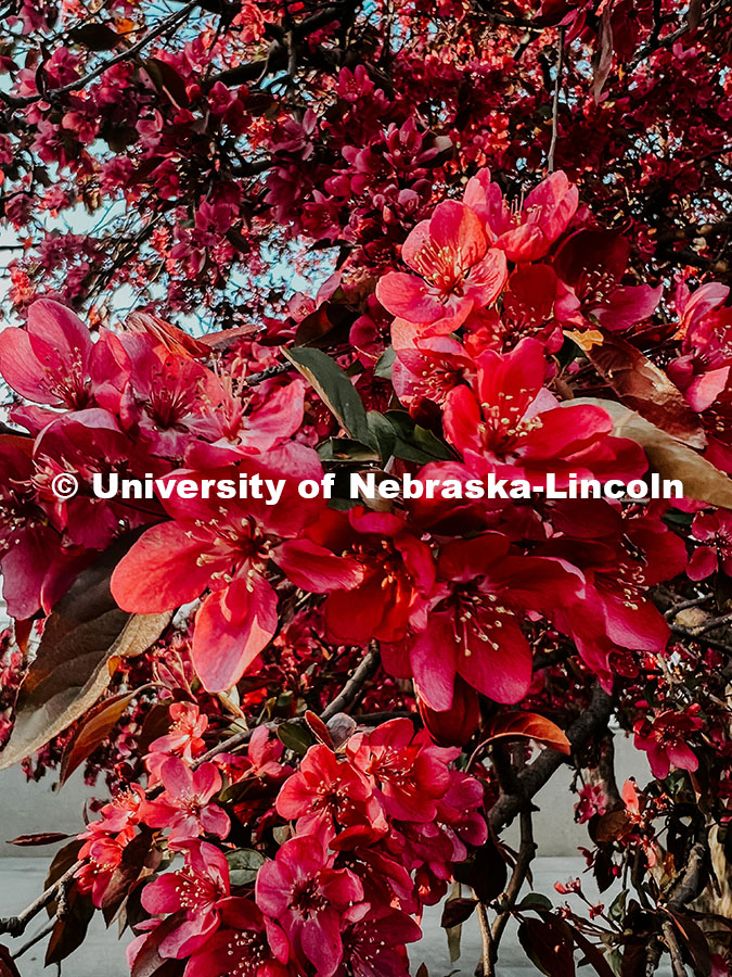 Flowering spring trees bloom on City Campus. May 1, 2024. Taylor DeMaro / University Communication.