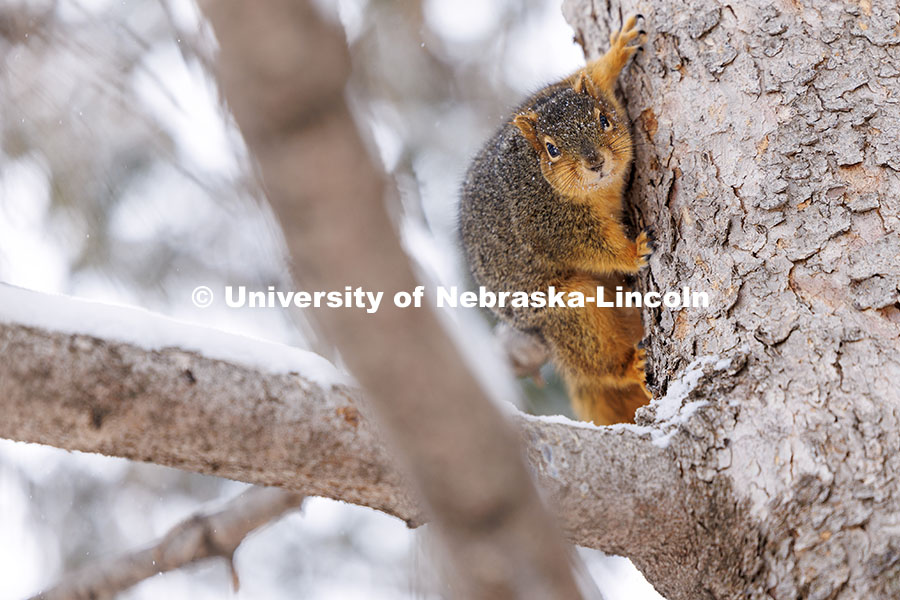 A squirrel climbs onto a tree as snow falls. February 12, 2025. 