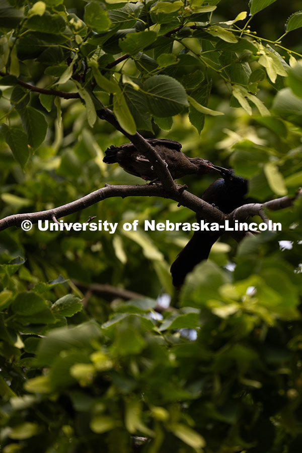 250523_City_Campus_9172.jpg A grackle fledgling grabs a meal from its parent in a tree outside of Kimball Recital Hall. Spring o