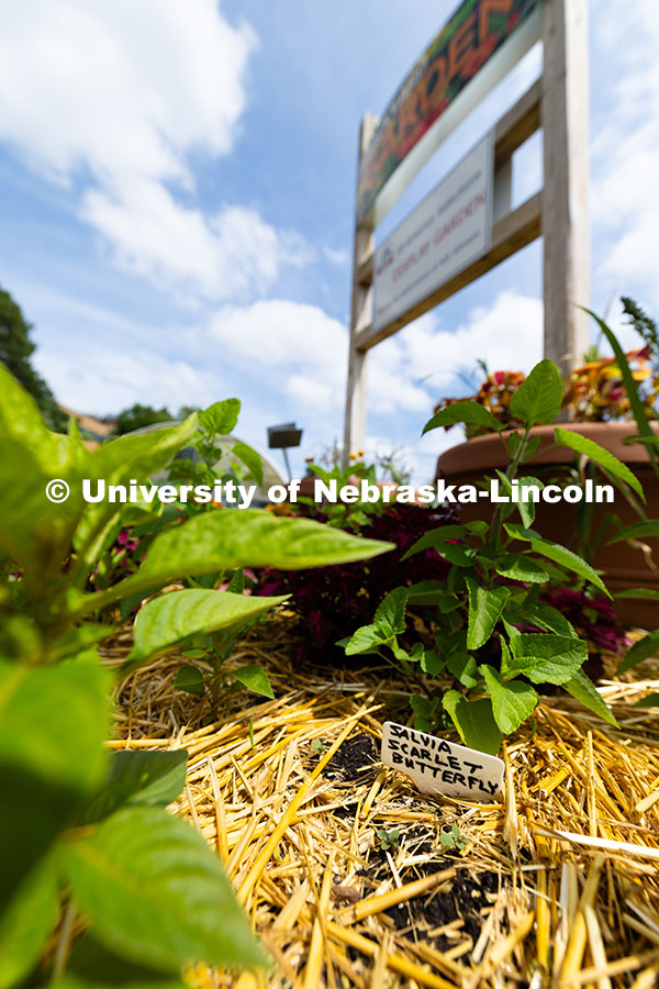 250614_Discovery_Days_361.jpg Plastic placards denote the species of plants growing throughout the Nebraska Extension Backyard Far
