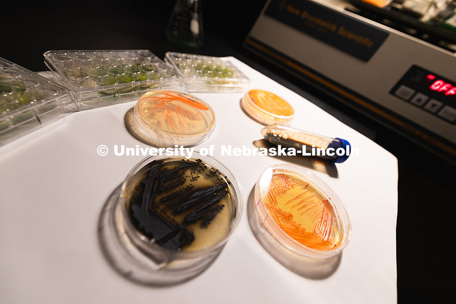 250618_Erin_Carr_576.jpg Samples of Exophiala viscosa in petri dishes alongside a vial of melanin and tubes of cyanobacteria