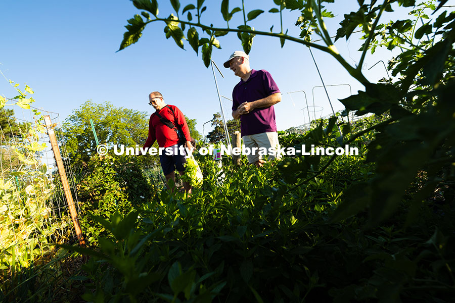 250701_Community_Garden_2374.jpg Mark Mesarch and Bill Sorensen walk through plots in the East Campus Community Gardens. Both work in