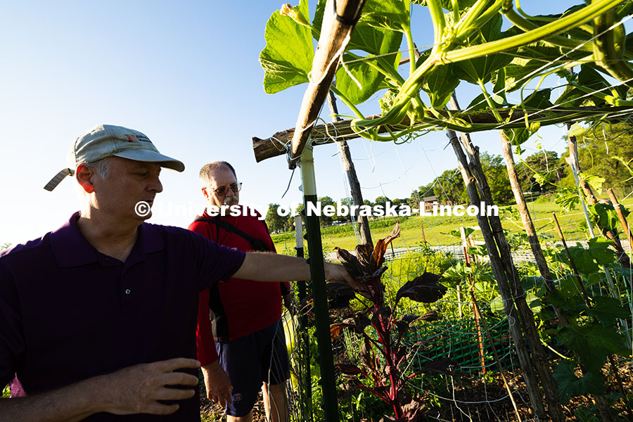 Bill Sorensen gestures at a stalk of amaranth, which produces edible leaves and seeds, or can remain