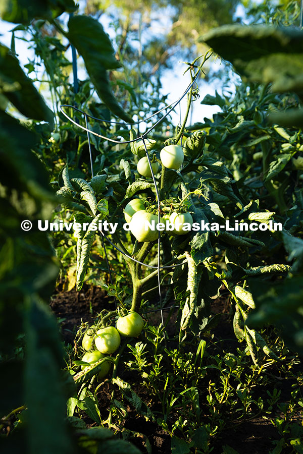 Unripe tomatoes hang off a vine in a plot in the East Campus Community Gardens. The gardens first st