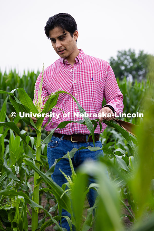 Vladimir Torres-Rodriguez, a research assistant professor in agronomy and horticulture, checks on co