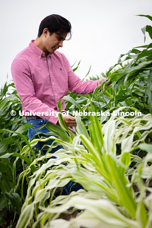 Vladimir Torres-Rodriguez, a research assistant professor in agronomy and horticulture, checks on co
