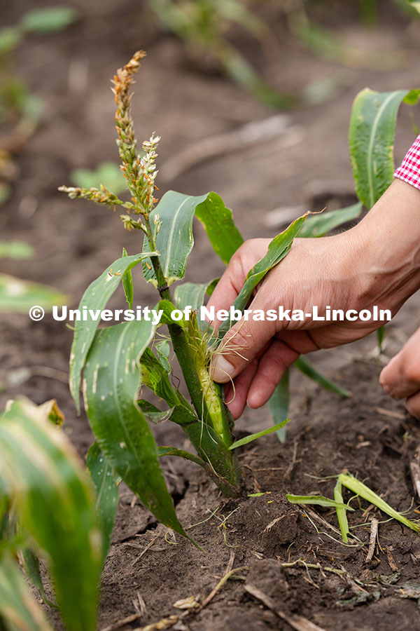 Vladimir Torres-Rodriguez, a research assistant professor in agronomy and horticulture, shows the ea