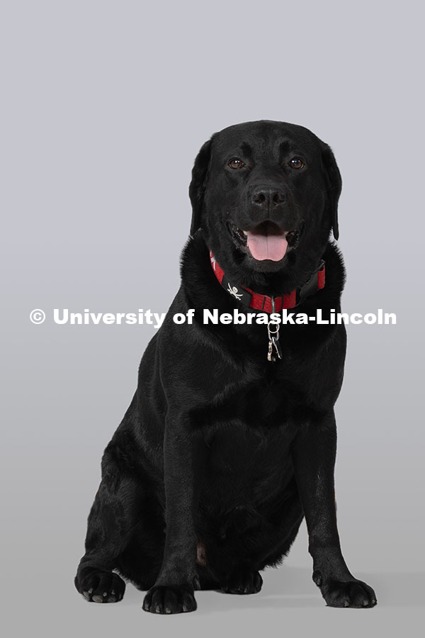 250915_Honors_Jax_7508.jpg Studio portrait of Jax, therapy dog for University Honors Program. September 15, 2025.