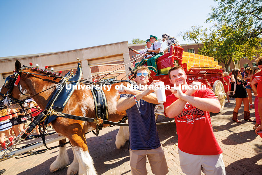 251004_NU_vs_MSU_026.jpg Students throw the bones next to the Budweiser Clydesdales who were visiting campus on game day. Neb