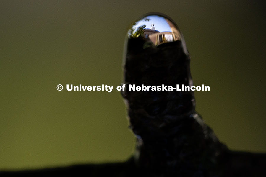 251008_Love_001.jpg Love Library is seen through a drop of water dripping from a small branch. October 8, 2025.