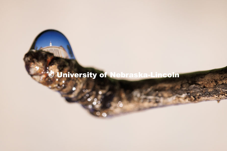 251008_Love_002.jpg Love Library is seen through a drop of water dripping from a small branch. October 8, 2025.