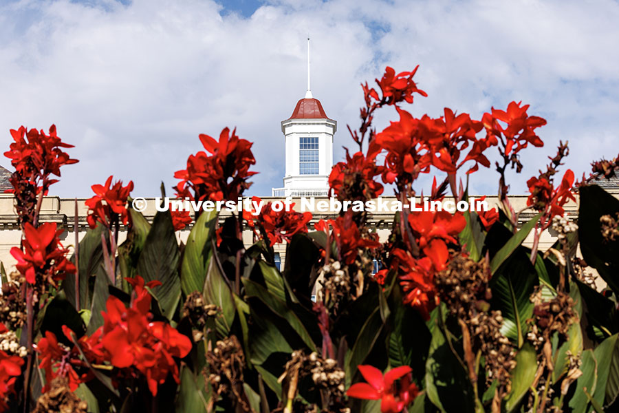 The Love Library Cupola is framed by red canna flowers on a sunny fall afternoon. October 20, 2025. 
