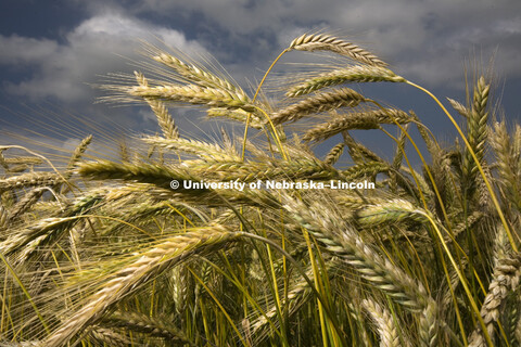 Wheat growing in University of Nebraska–Lincoln test plots in fields in northeast Lincoln, June 18