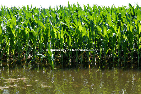 Flooded corn field west of Ashland, Nebraska.  