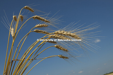 Grad students and summer workers walk through the UNL wheat test fields pulling heads of wheat that 
